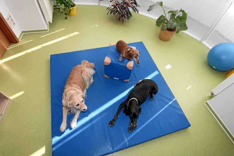 Matten für Hundetherapie